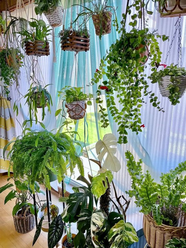 深资管 养花很是常见的几种病虫害，怎么预防，有哪些有机防治方法？